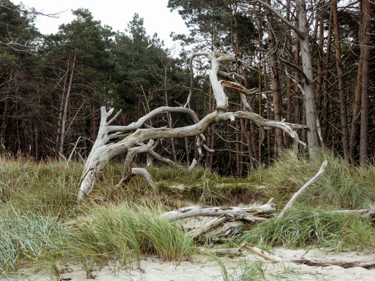 Bäume Weststrand
