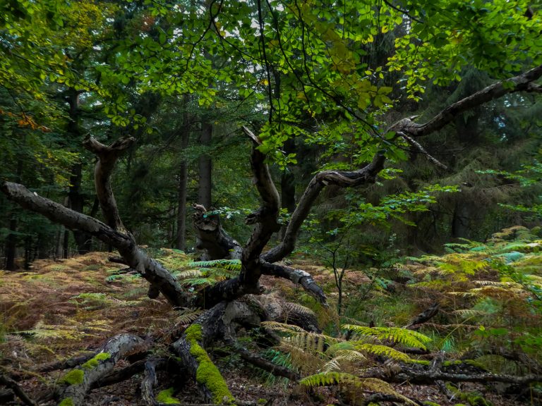 Wald Westrand Fischland Darß