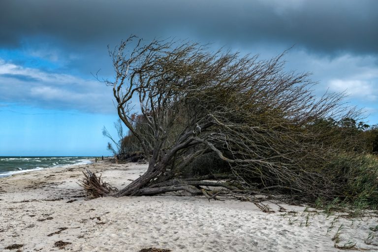 Weststrand Bäume