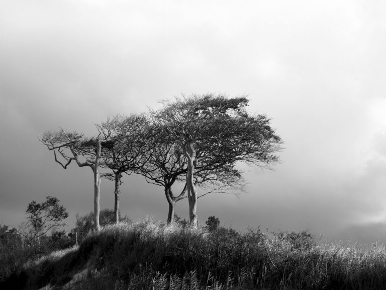 Weststrand Bäume Windflüchter