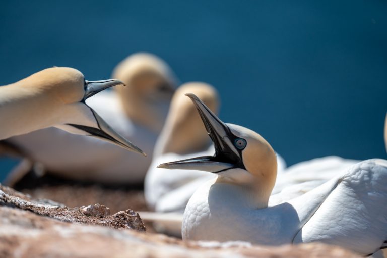 Helgoland Basstölpel