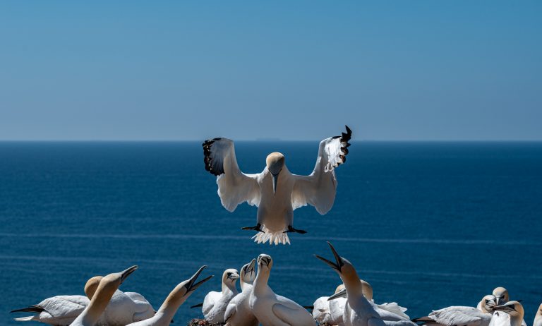 Helgoland Basstölpel