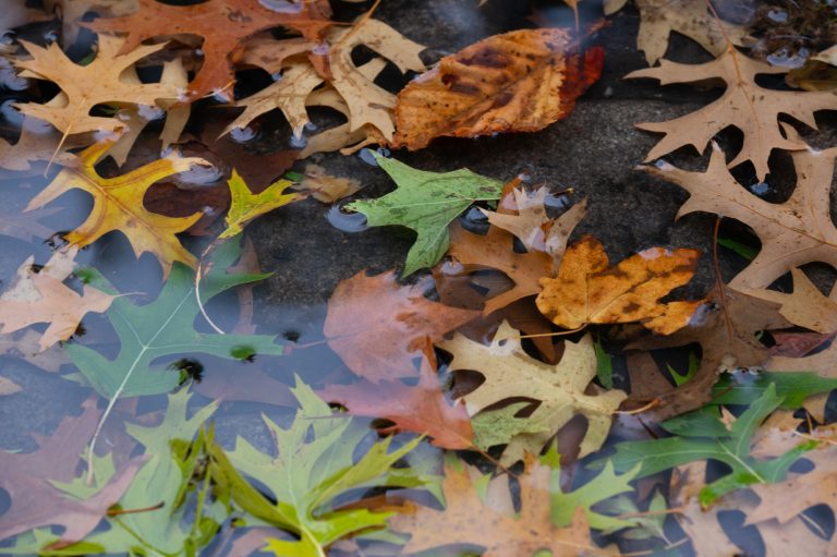 Herbstblätter Regen Pfütze