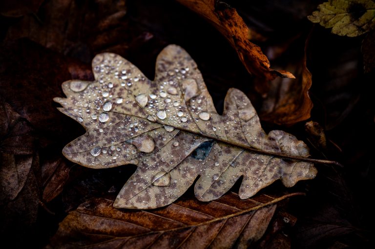 Herbstblatt Regentropfen