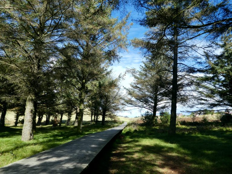 Amrum Bohlenweg Norddorf