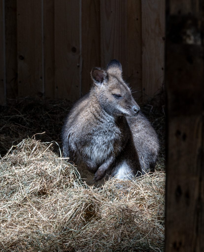 Bennett Wallaby im Tierpark Gettorf