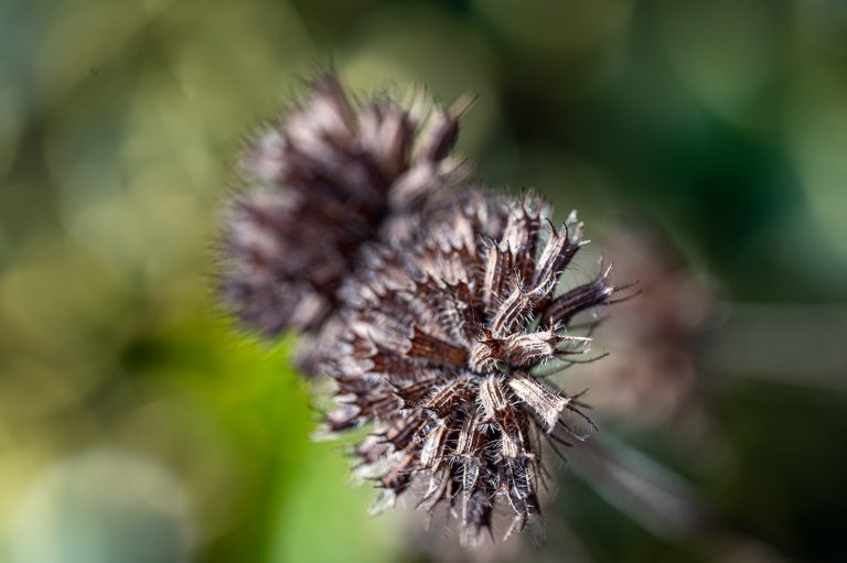 Distel