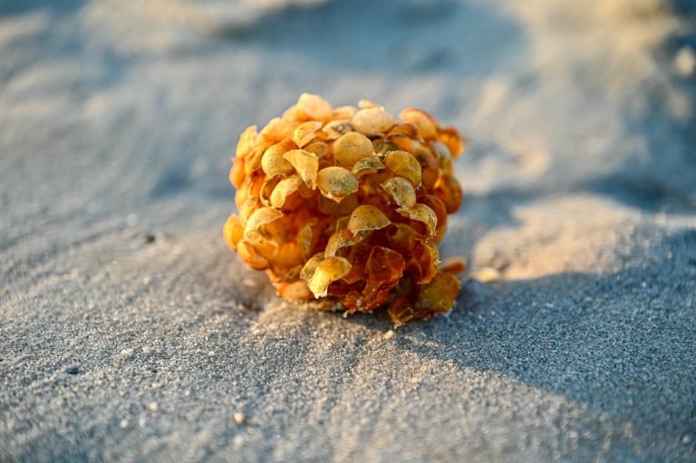 Wellhornschnecke Eiablage