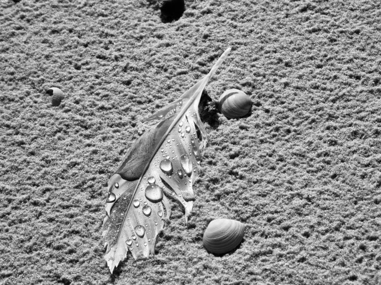 Strand Feder Sand Muscheln