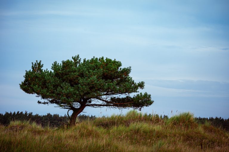 Kiefer auf dem Weg zum Darßer Ort