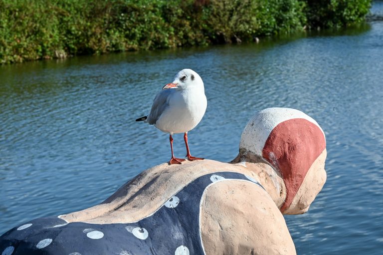 Sylt Wenningstedt Schwimmer am Dorfteich