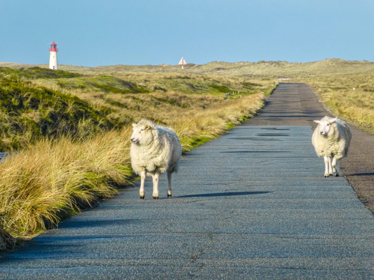 Sylt List Naturschutzgebiet Schafe