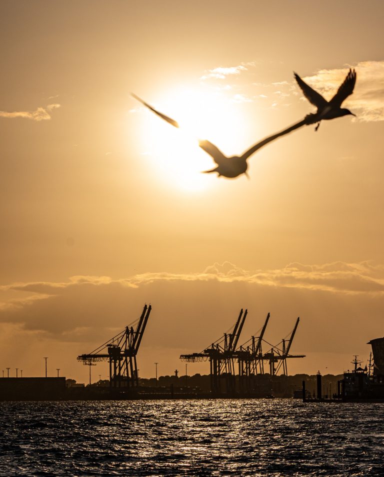 Hamburg Hafen Kräne Sonnenuntergang Möwen
