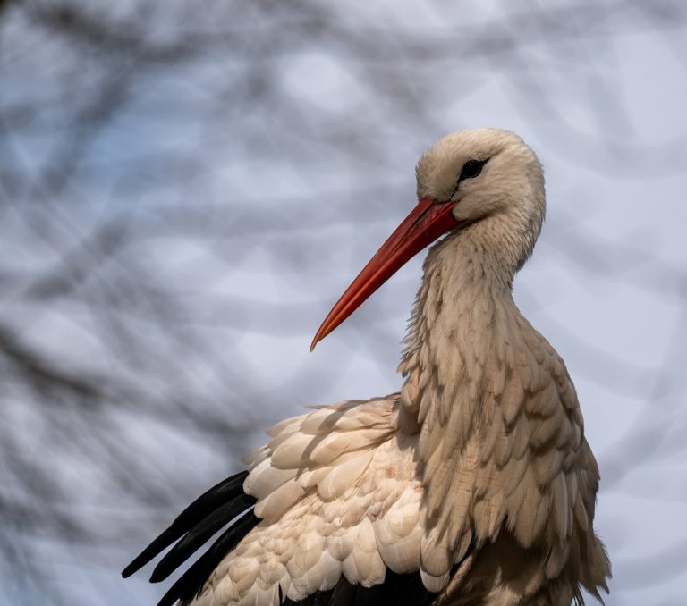 Storch