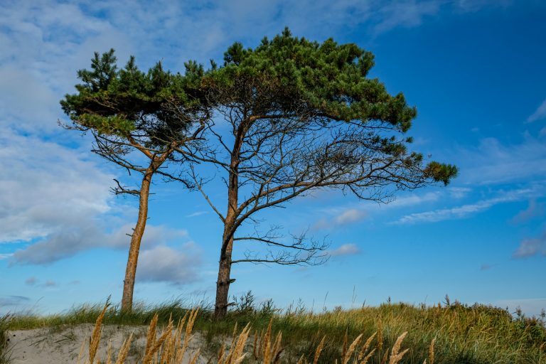 Windflüchter Weststrand