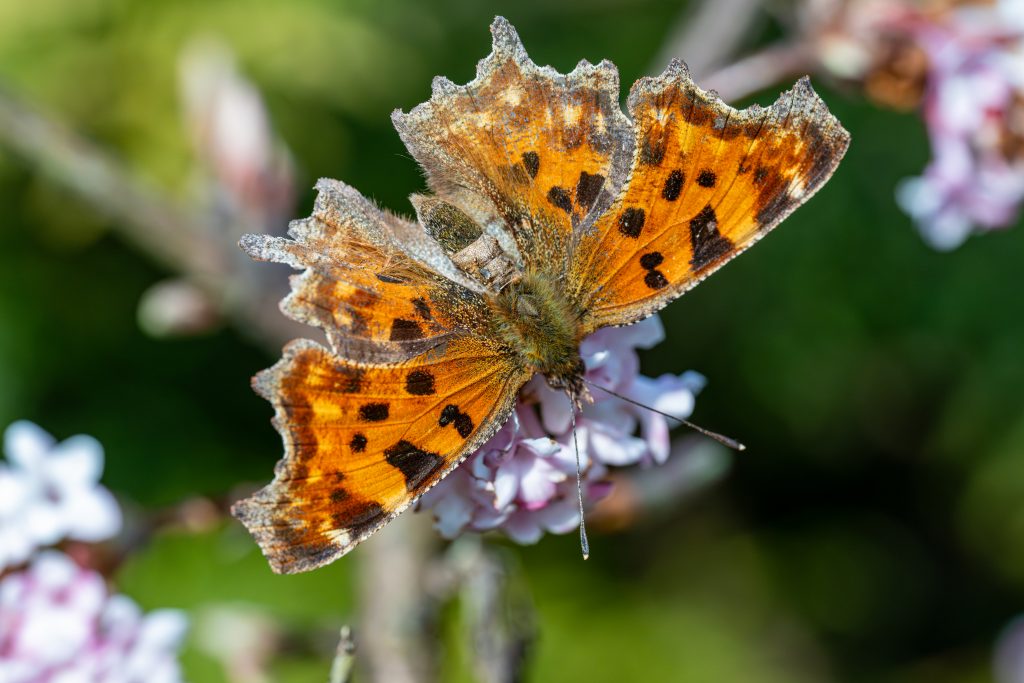 Schmetterling - C-Falter
