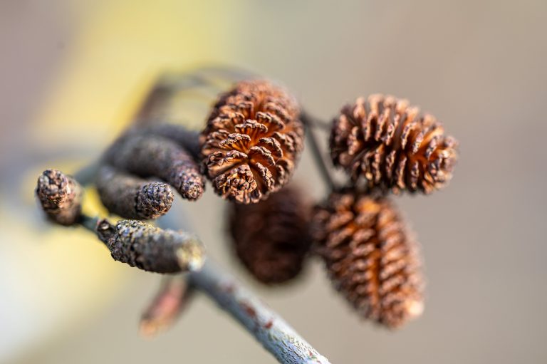 Erle Zapfen Baum