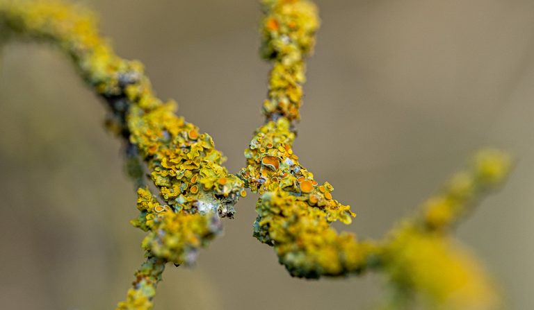 Zweige Flechten