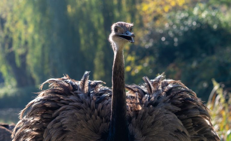 Hagenbeck Strauß Vogel